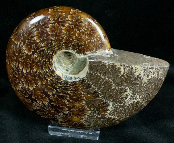 Cleoniceras Ammonite Fossil - Madagascar #7350